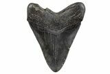 Fossil Megalodon Tooth - South Carolina #306307-2